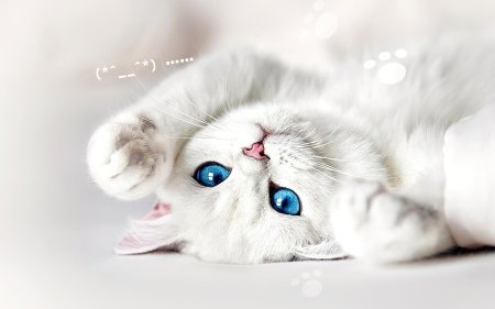Голубоглазая кошка
