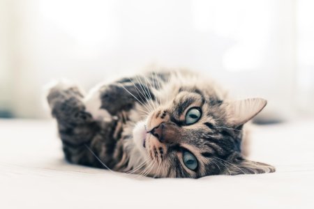 Кошка