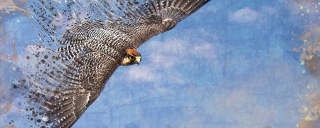 Сапсан falco peregrinus