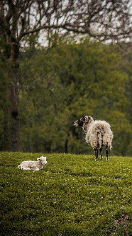 Scottish blackface sheep