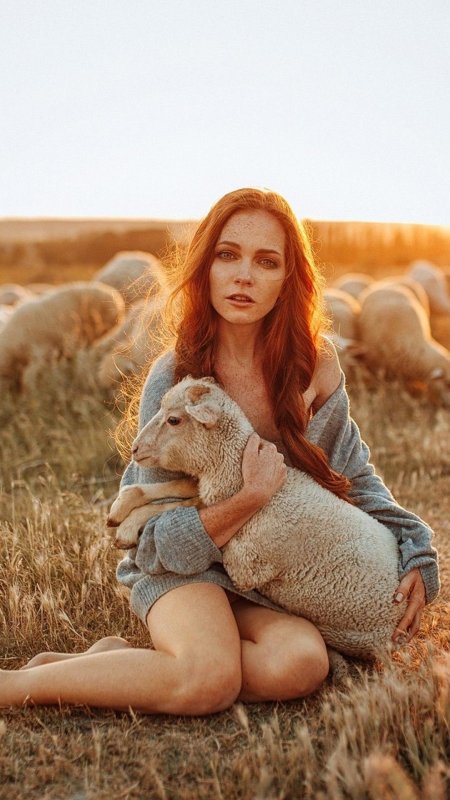 Рыжая овца