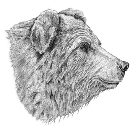Медведь рисунок карандашом