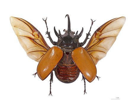 Жук eupatorus