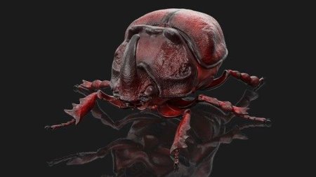 Rhinoceros beetle