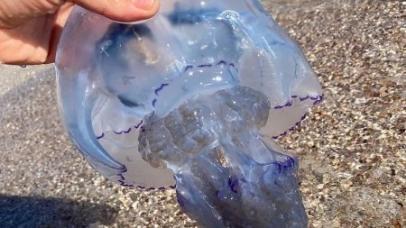 Медуза корнерот в азовском море