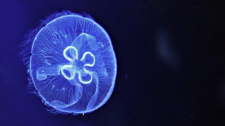 Медуза пелагия ночесветка