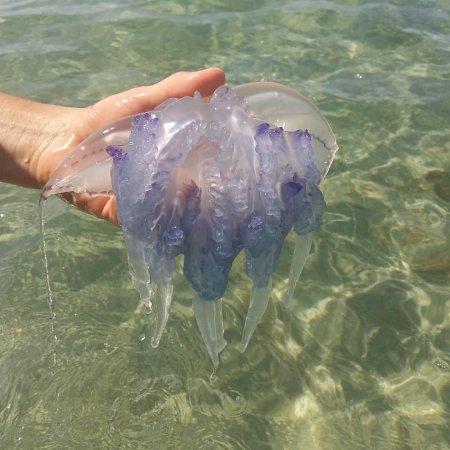Медуза корнерот в черном море