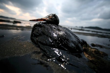 Экологическая катастрофа разлив нефти