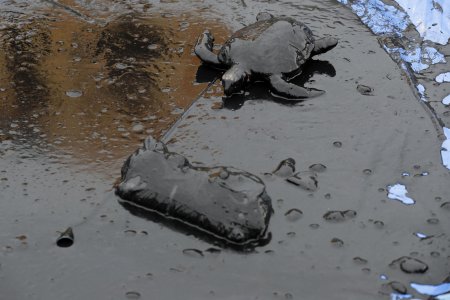Загрязнение воды разлив нефти