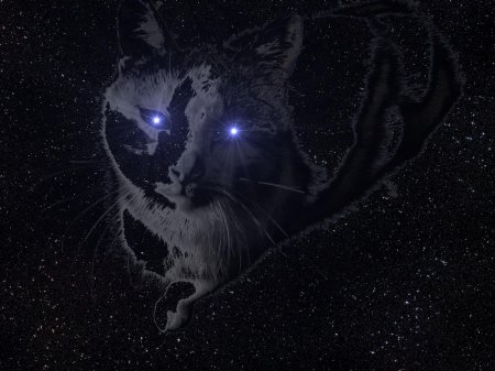 Кот в космосе