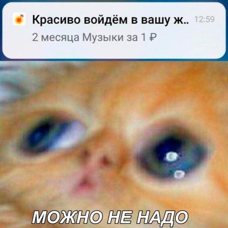Можно не надо кот мем