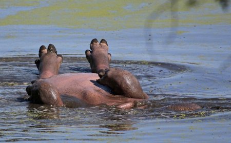 Бегемот в воде