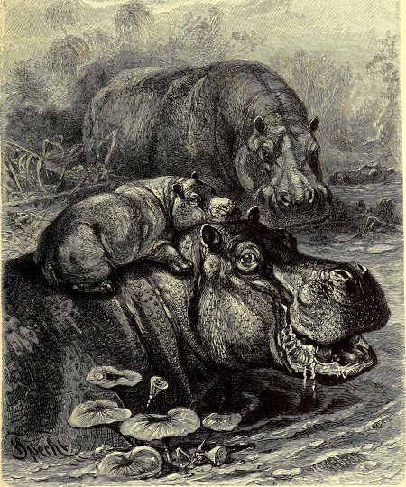 Hippopotamus amphibius бегемот