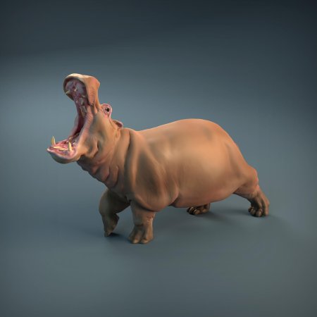 Hippopotamus d model
