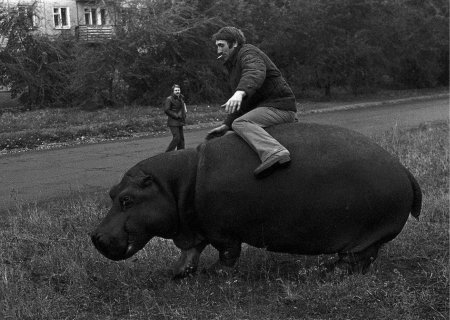 Бегемот в новокузнецке 1982