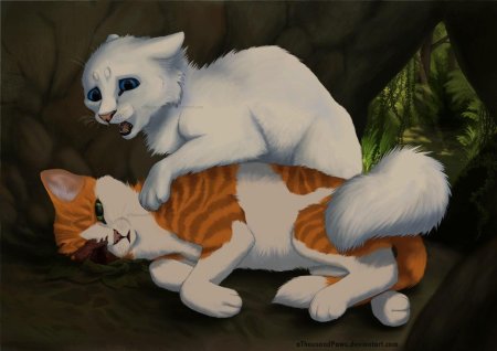 Коты воители яролика