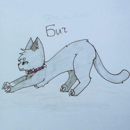 Рисунки котов воителей карандашом
