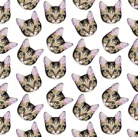 Фон котик