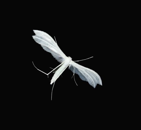 White plume moth pterophorus pentadactyla