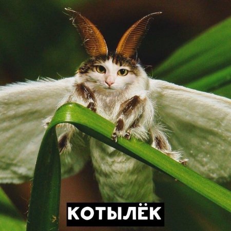 Венесуэльский пуделевый мотылек тутовый шелкопряд