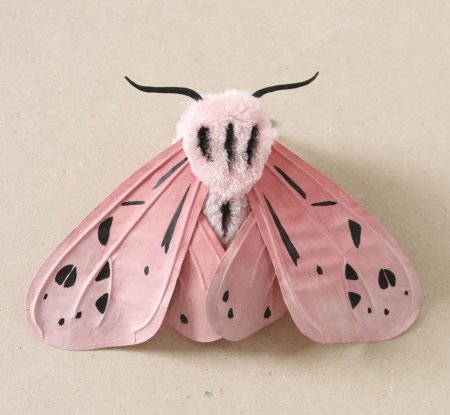Мотылёк dryocampa rubicunda.