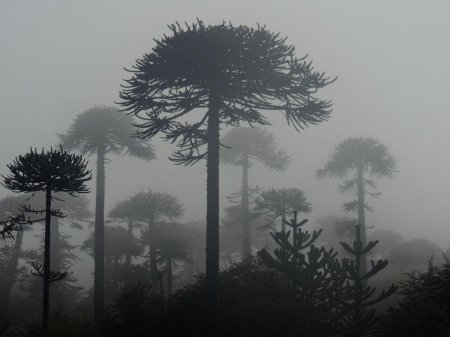 Araucaria mirabilis