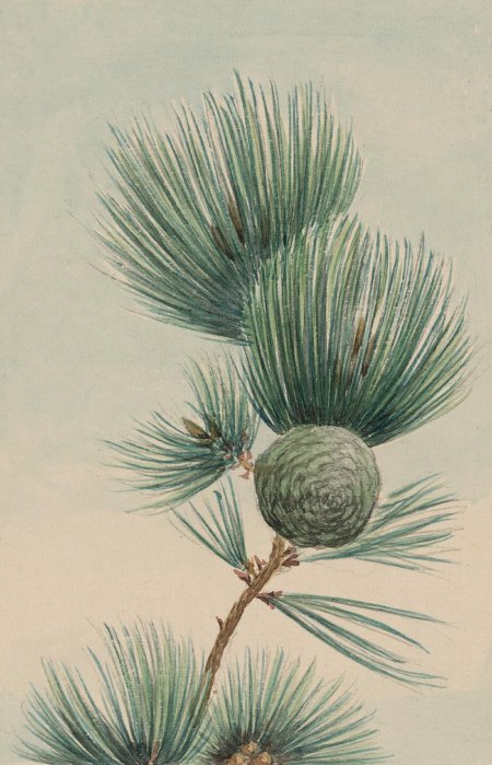 Pinus ponderosa ботаническая иллюстрация