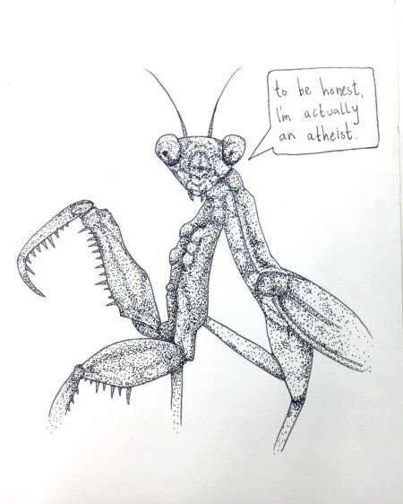 Богомол рисунок
