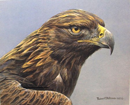 Художник анималист robert bateman