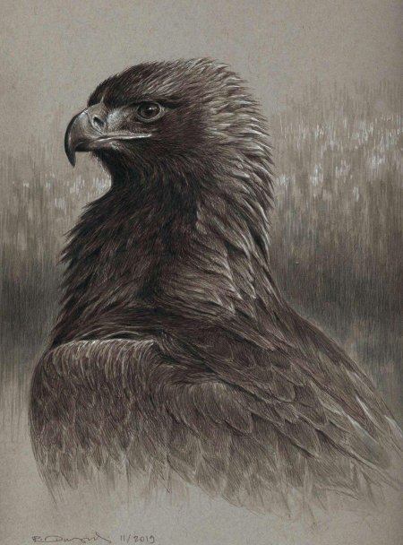 Рисунок беркута