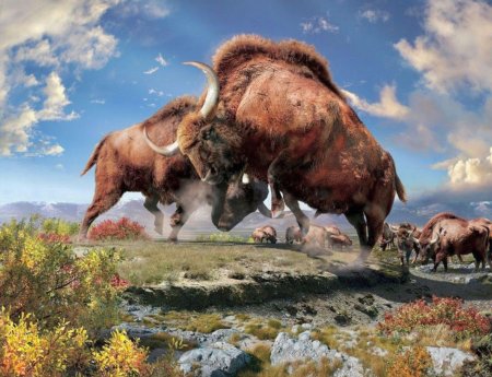 Степной бизон bison priscus