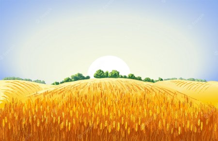 Пшеничное поле