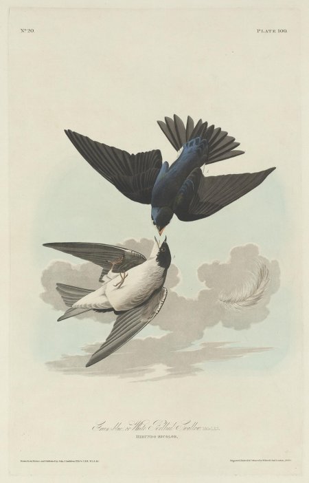 Audubon birds
