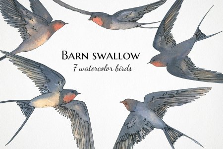 Swallow bird