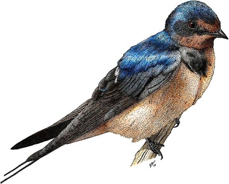 Деревенская ласточка – hirundo rustica