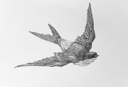 Ласточка рисунок карандашом