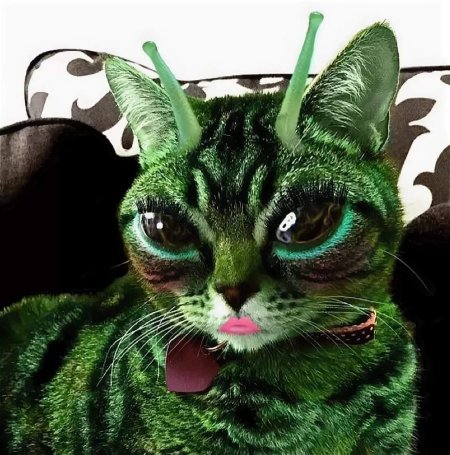 Кошка инопланетянин