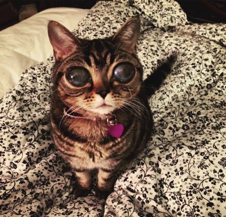 Кошка матильда инопланетянка