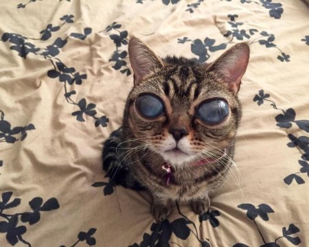 Кошка матильда инопланетянка