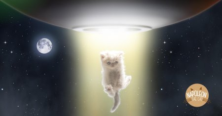 Коты пришельцы