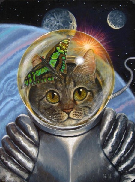Космический кот