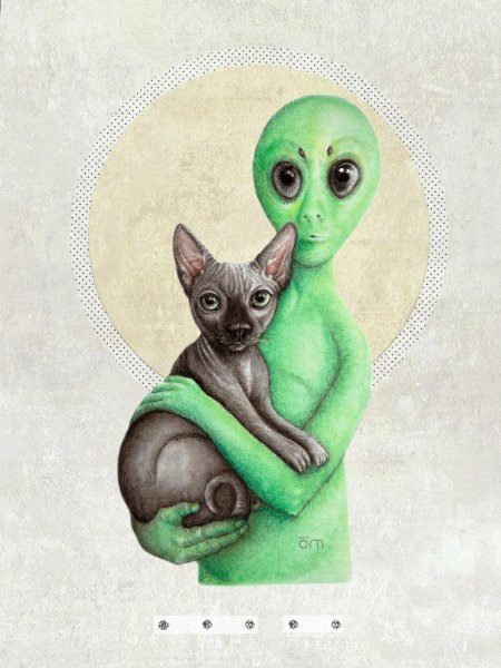 Кошка инопланетянка сфинкс