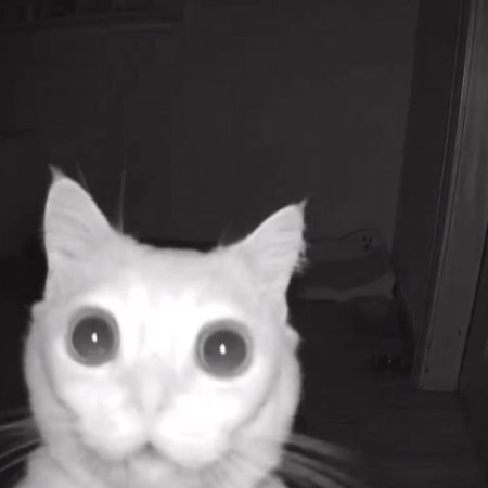 Котик