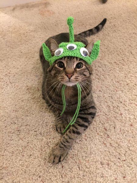 Костюмы для кошек