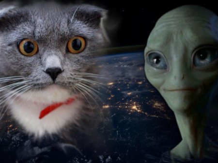 Кошка инопланетянин