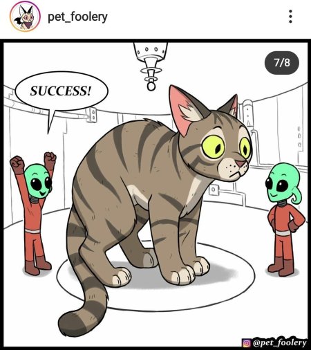 Коты инопланетяне