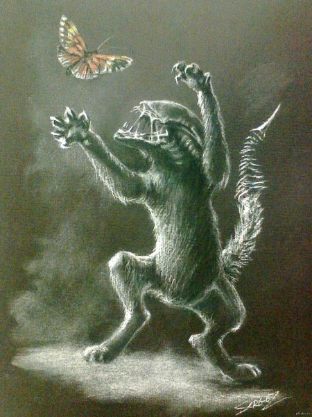 Кот чужой