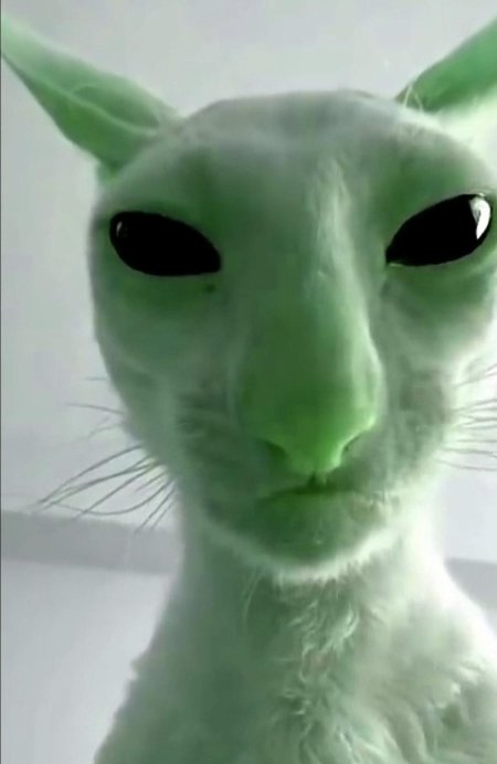 Зелёный кот пришелец мем