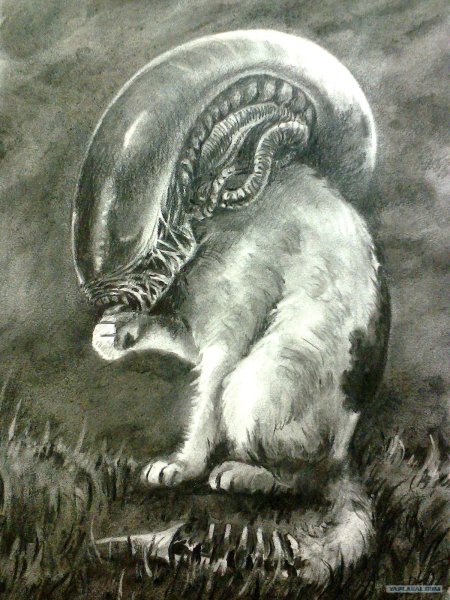 Кот чужой
