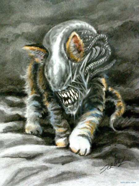 Кот чужой